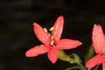 Louisiana catchfly 